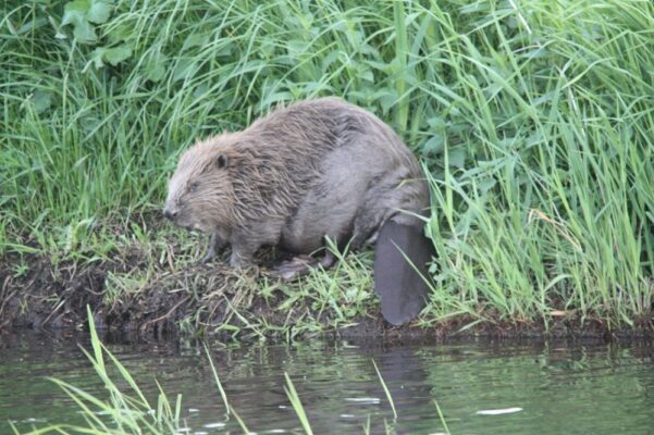 In het Hunzedal neemt het aantal bevers toe.