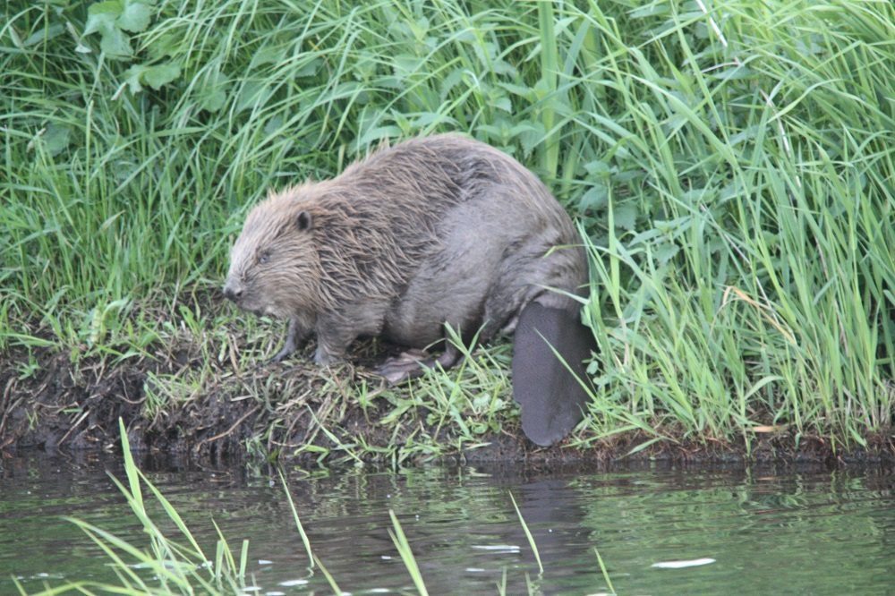 In het Hunzedal neemt het aantal bevers toe.
