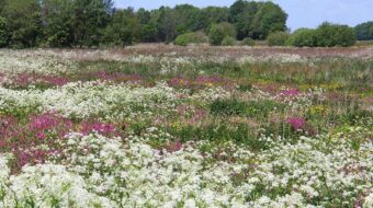 Breevenen en Zwanemeerbos