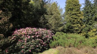 Pinetum Ter Borgh in het Evertsbos