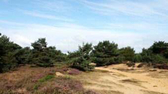 The Zeegse Dunes