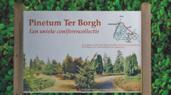 Pinetum “Ter Borgh”