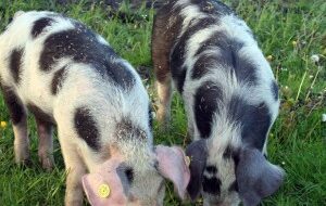 Boerderijwinkel ’t Zwien Gees