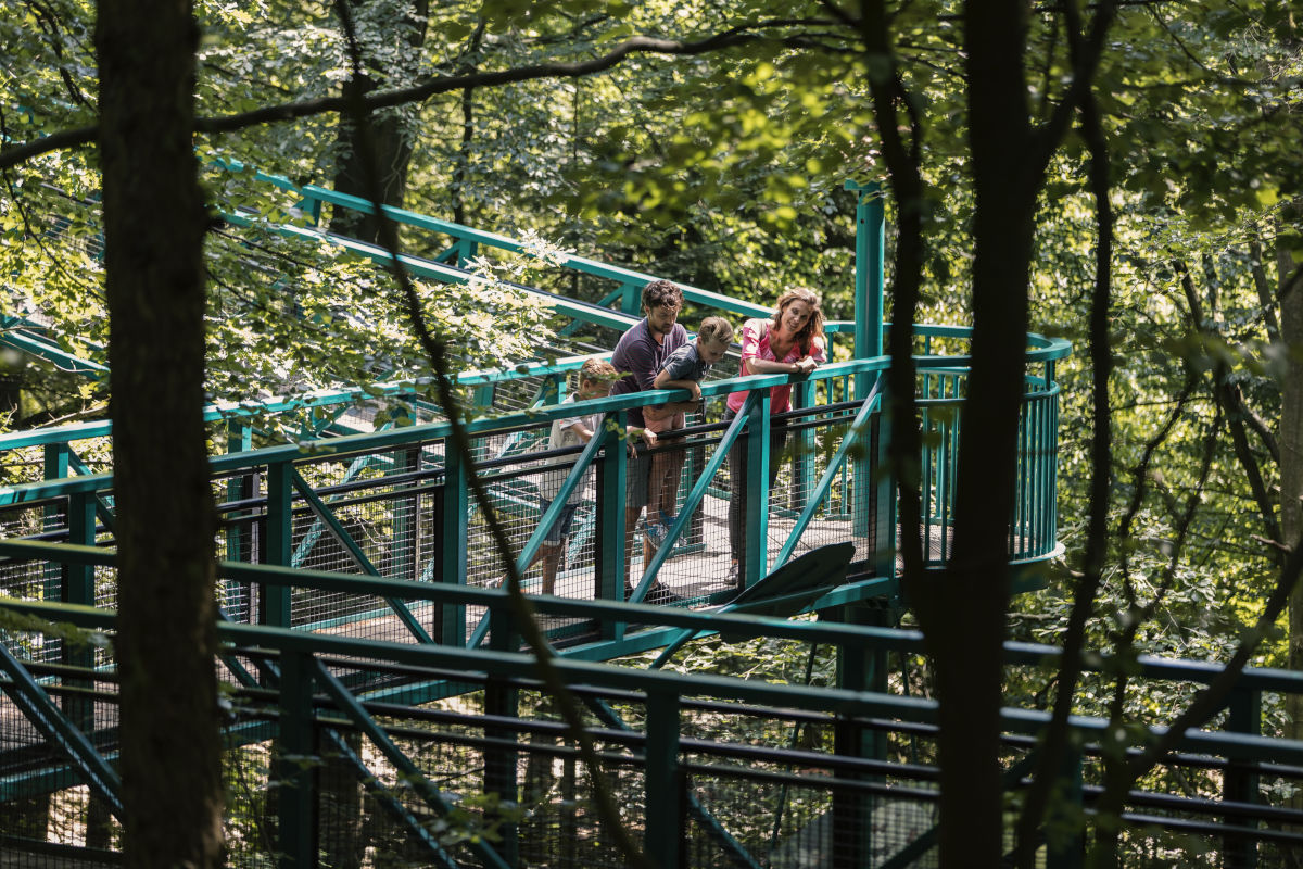 Boomkroonpad in De Hondsrug UNESCO Global Geopark